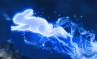 lepre patronus
