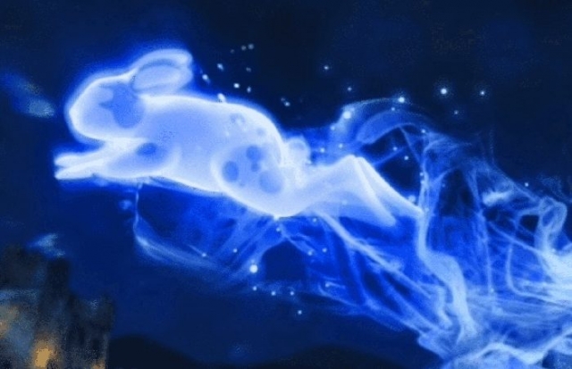 patronus lepre maculata